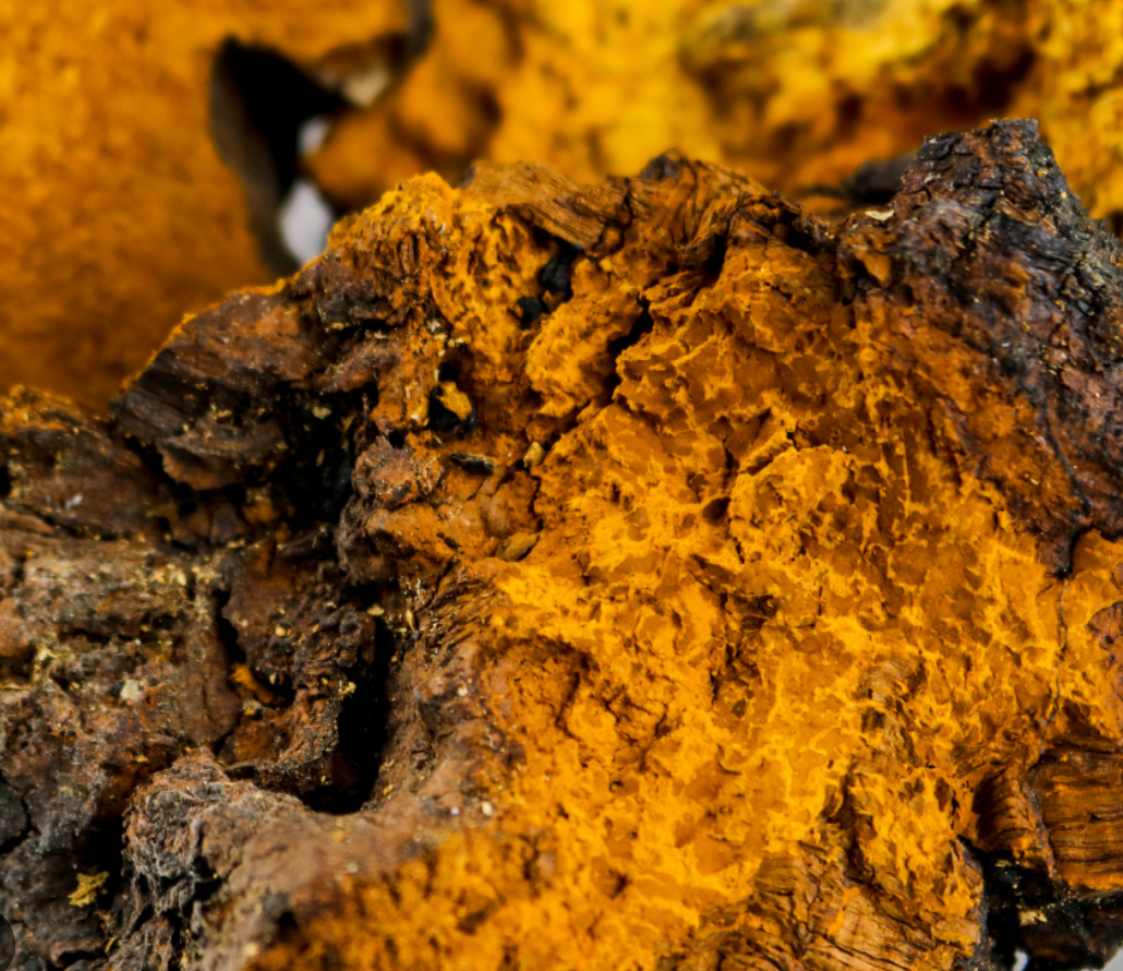 The Science-Backed Benefits of Chaga Mushrooms and How to Use Sweet Shroom’s Chaga Concentrate